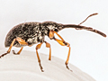 Rhopalapion longirostre